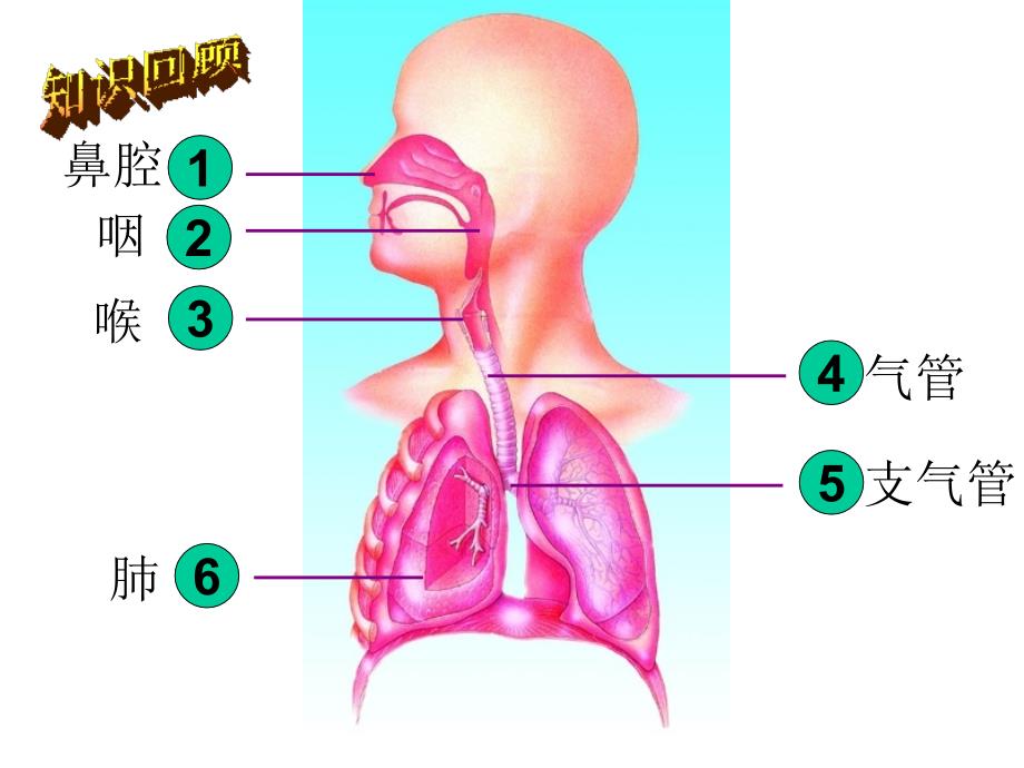山歌发生在肺内的气体交换(2)讲解_第2页