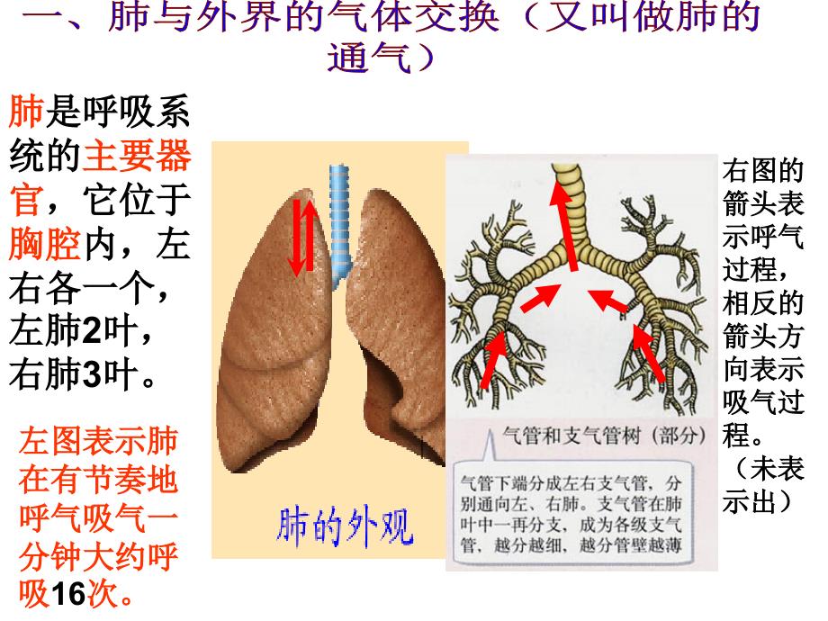 山歌发生在肺内的气体交换(2)讲解_第3页