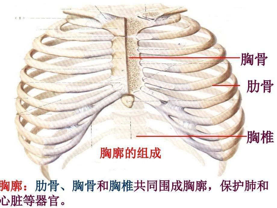 山歌发生在肺内的气体交换(2)讲解_第5页