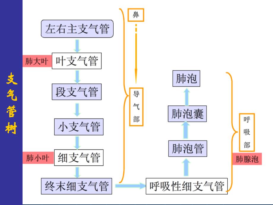 肺部正常HRCT表现及肺气肿诊断教材_第2页