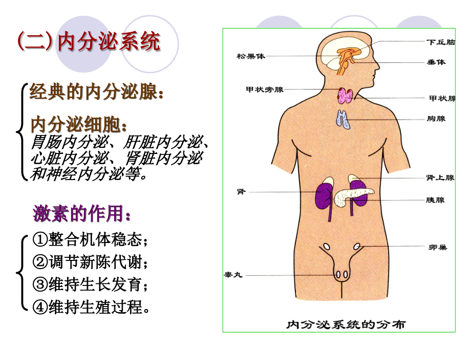 生理学第十章关于内分泌的相关问题讲解_第3页