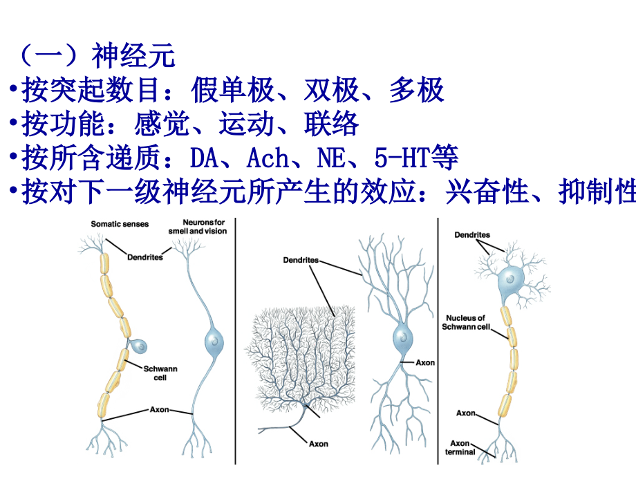 生理学课件PPT第10章神经系统讲解_第3页