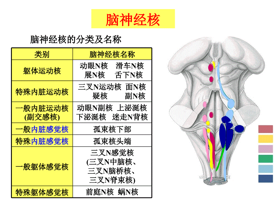 脑干内的白质解读_第3页