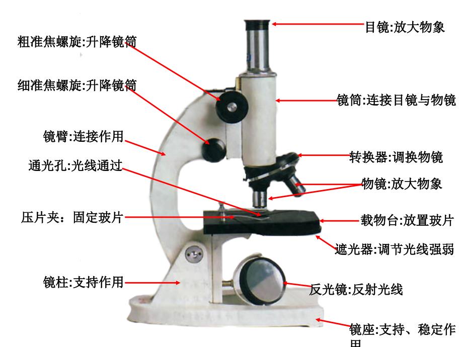 考点5显微镜的使用解读_第2页