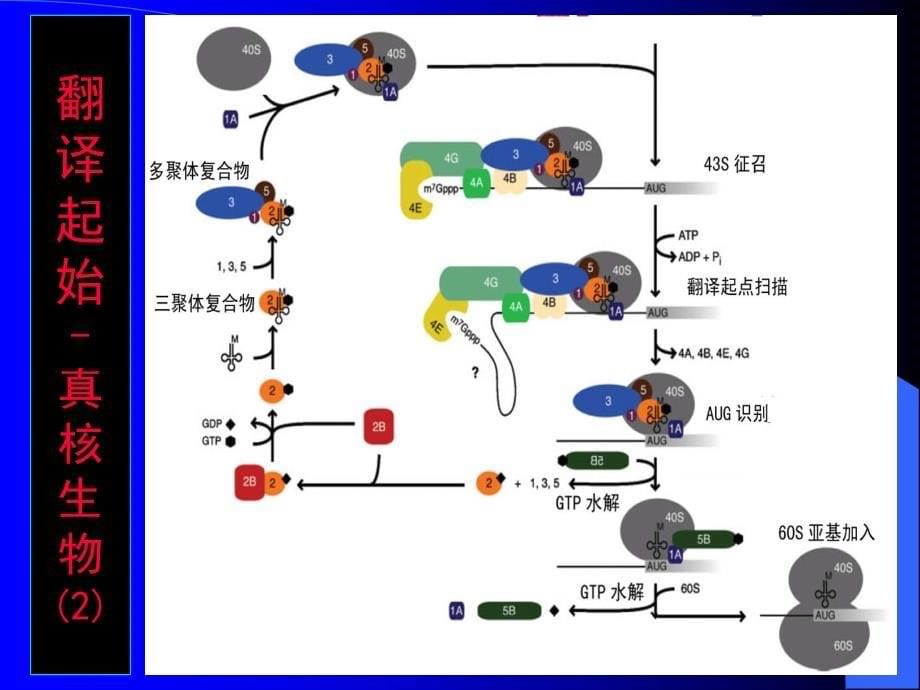 基因组学第9章._第5页