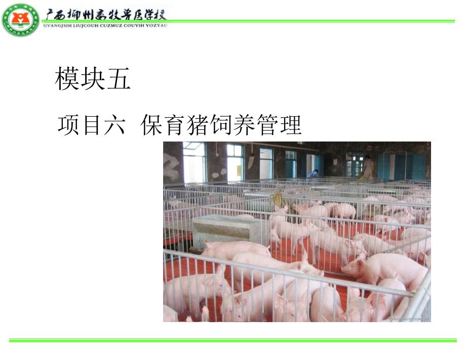 保育猪饲养管理_第1页