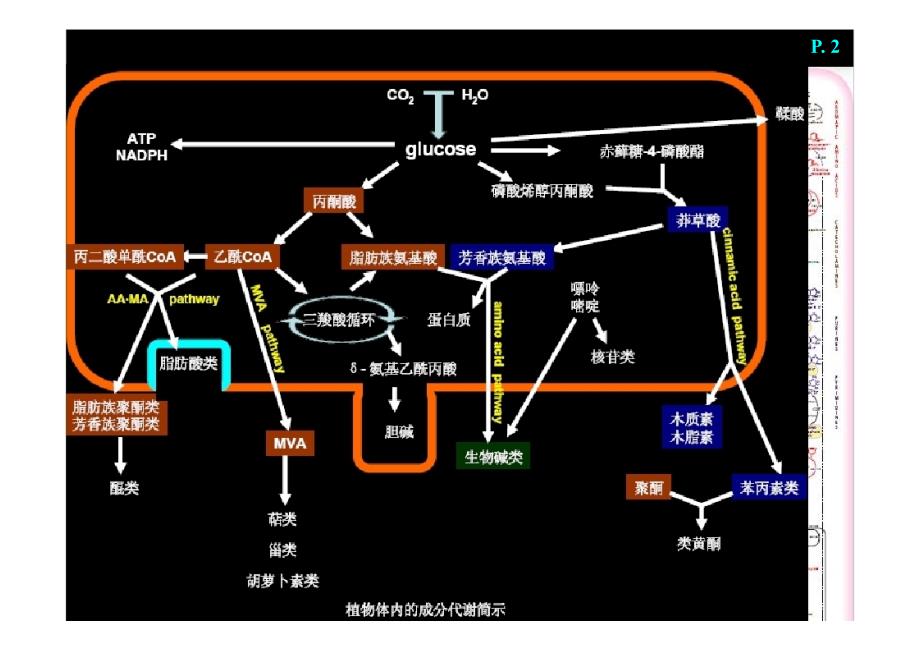 天然产物化学(一)讲解_第4页