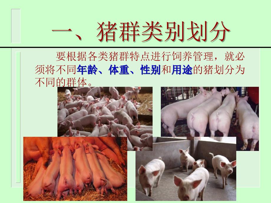 现代养猪新技术评价_杭州农业科学研究院_第3页