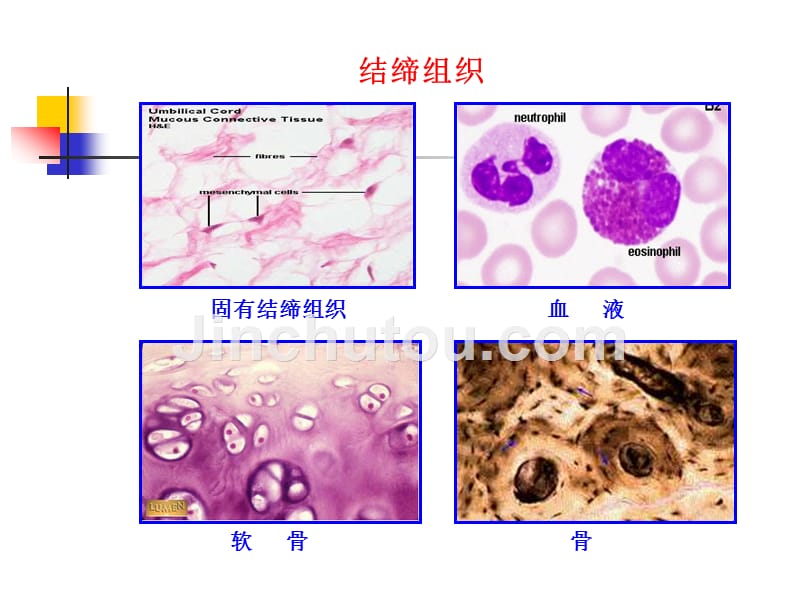 生理学课件PPT结缔组织剖析_第4页