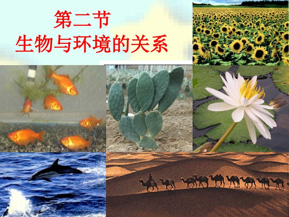 莫苏教版生物七年级上册12生物与环境的关系_第1页