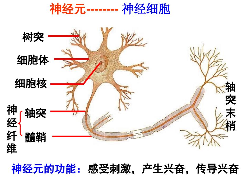 神经调节的基本原理217310412_第2页