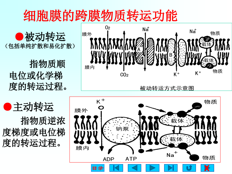 生理学课件-细胞的基本功能ppt讲解_第3页