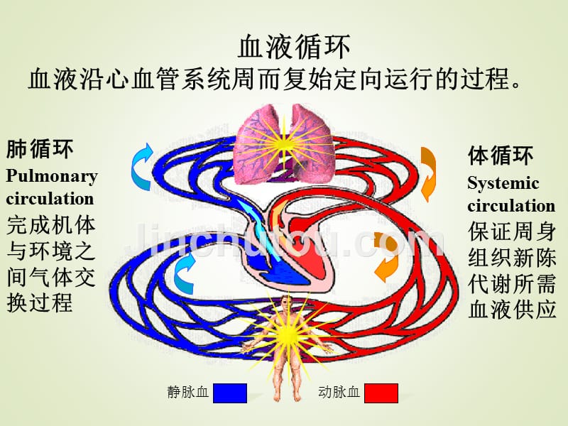 生理-第4章 - 血液循环简讲解_第4页