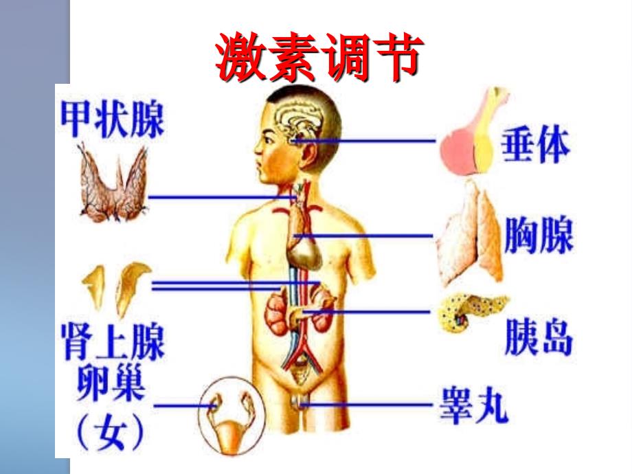 生物《动物生命活动调》讲义苏教必修_第2页