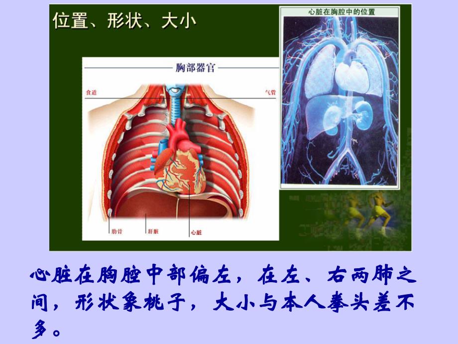 山东省烟台市牟平实验初级中学人版七年级生物（下册）课件_443输送血液的泵2018_2019心脏共22张_第4页