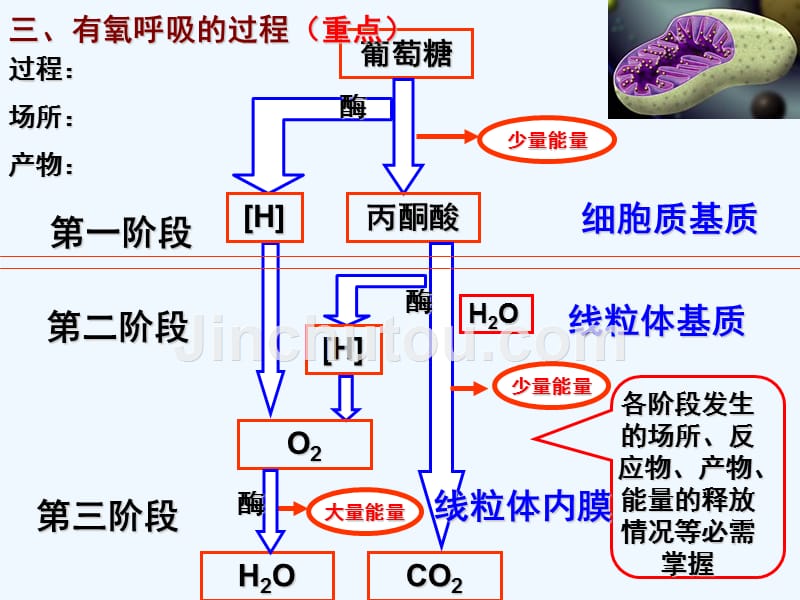 一轮考试《细胞呼吸》_第5页