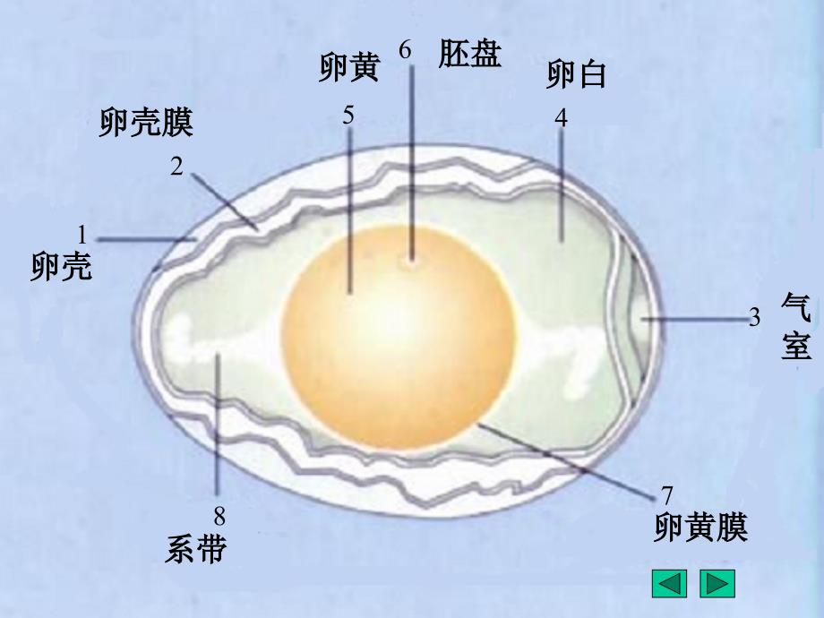 七单元一四鸟的生殖和发育_第3页