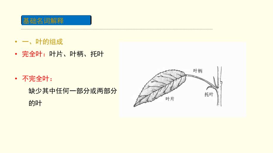 神奇的叶子._第3页