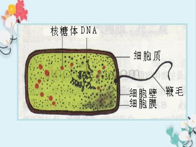 细胞结构和功能相统一_第5页