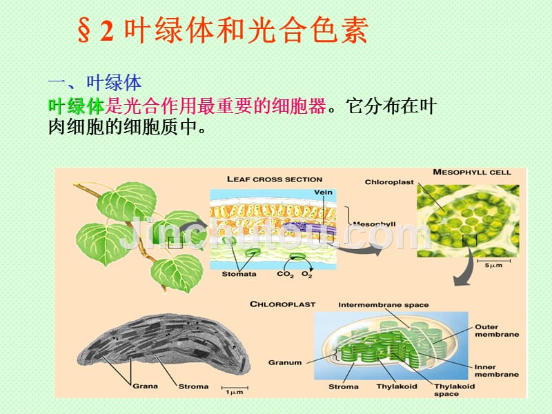 园林植物光合作用及应用剖析_第4页