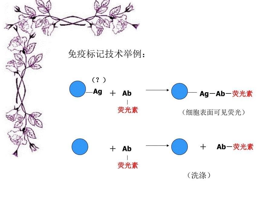 酶联免疫吸附试验双抗体夹心法_第5页