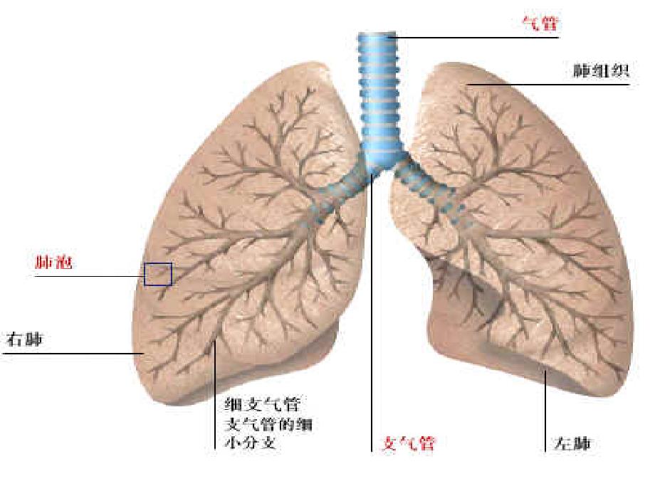 肺癌患者教育_第4页