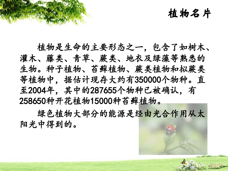 植物王国PPT._第2页