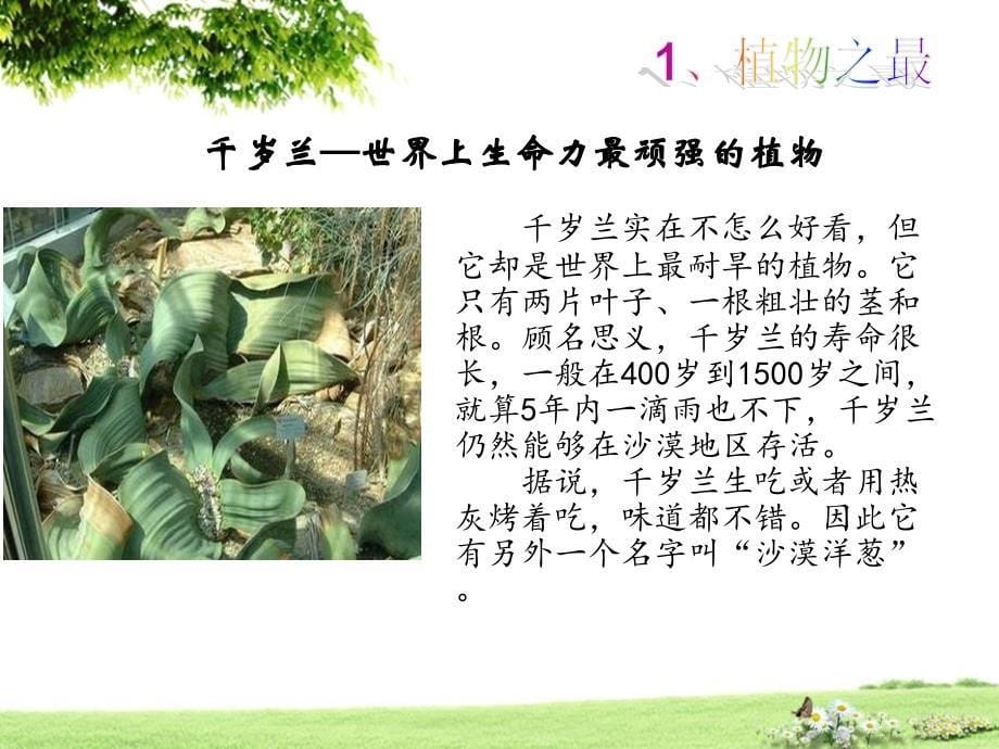 植物王国PPT._第5页