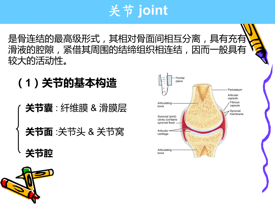 系解pbl膝关节讲解_第2页