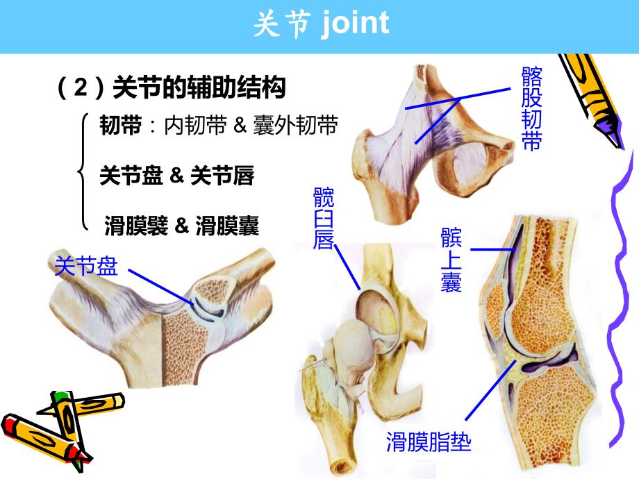 系解pbl膝关节讲解_第3页