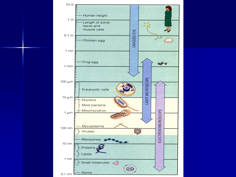 细胞生物学实验技术剖析_第3页