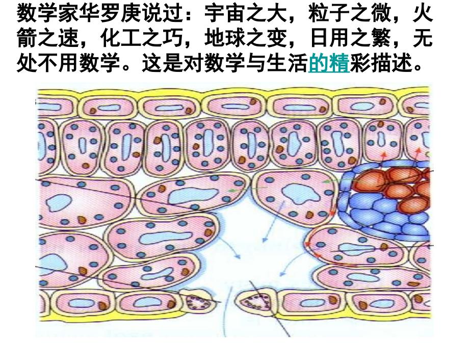 一元二次方程的应用(几何型应用题)_第3页