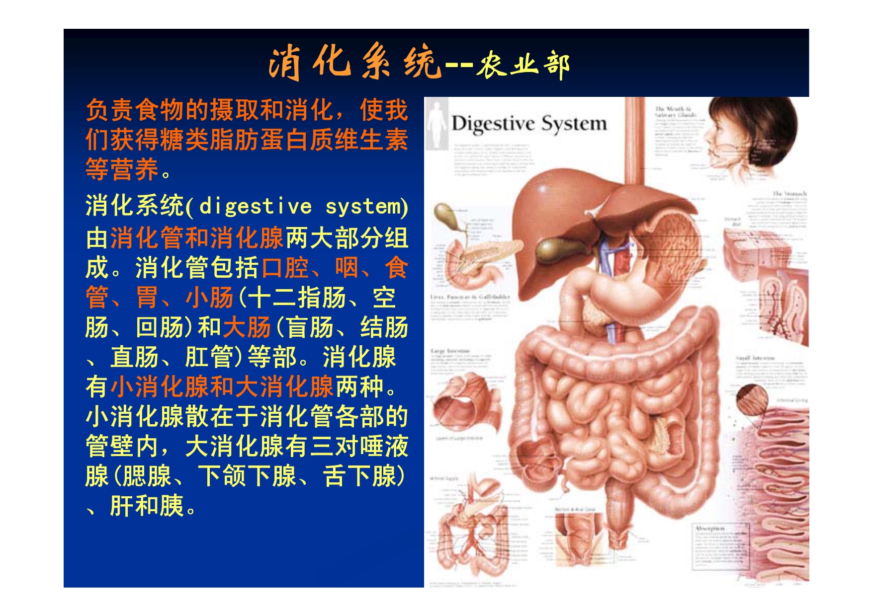人体免疫系统-20111102_第3页
