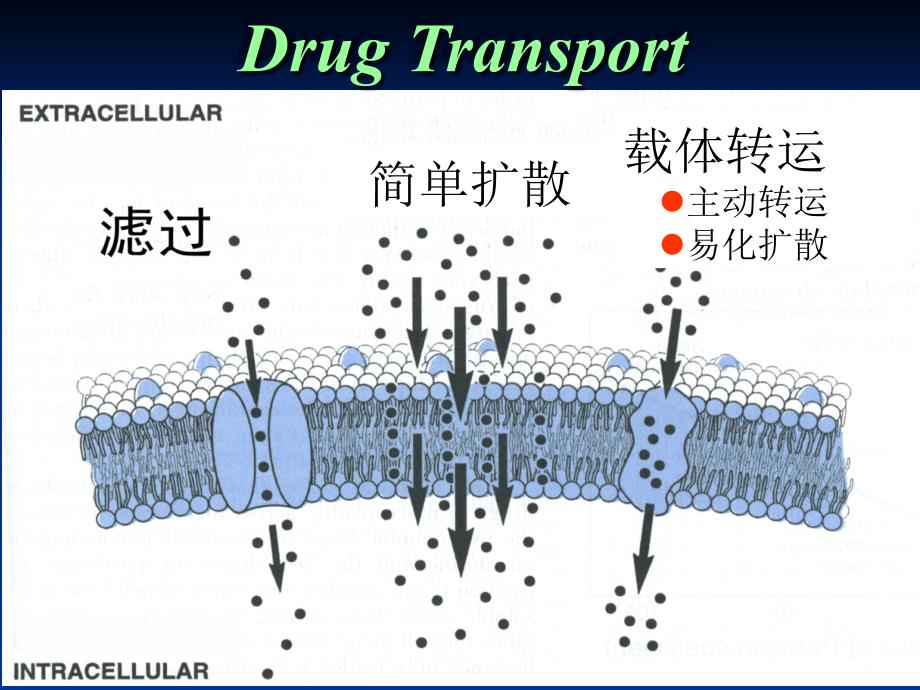 三中药药动学_第4页