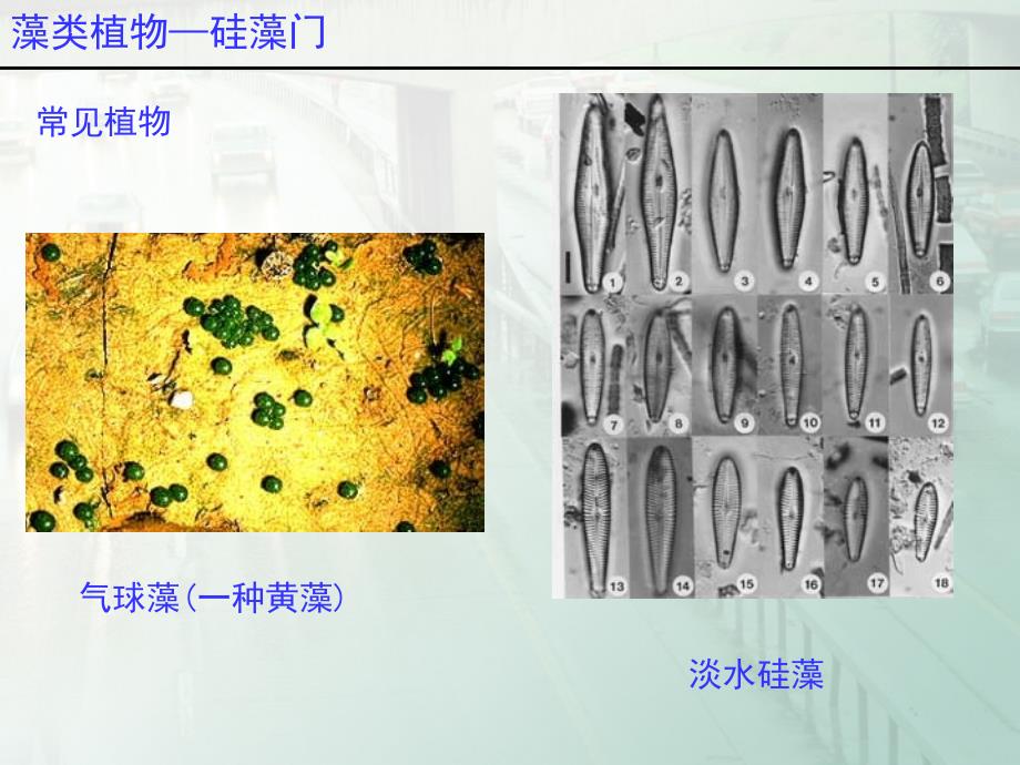 藻类植物2解读_第3页