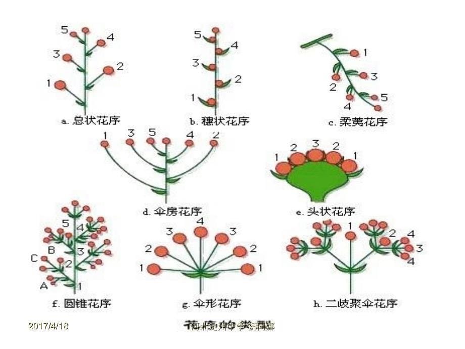 植物专题--高三生物._第5页