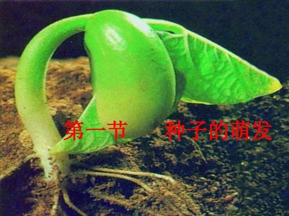 七年级生物《种子的萌发》_第5页