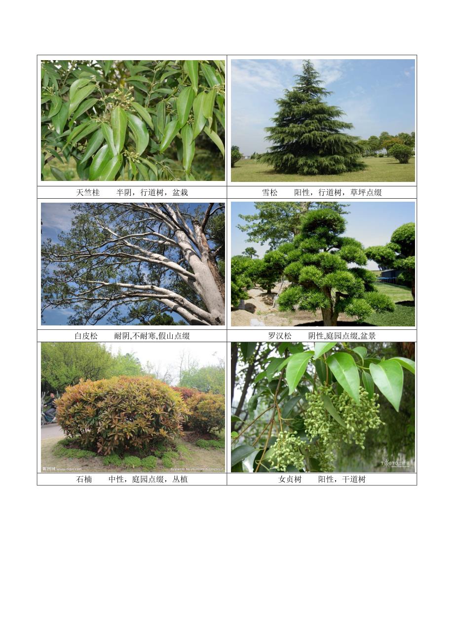 四川常见园林植物剖析_第2页