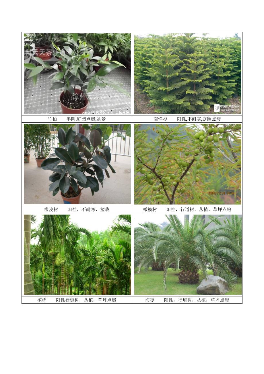 四川常见园林植物剖析_第4页
