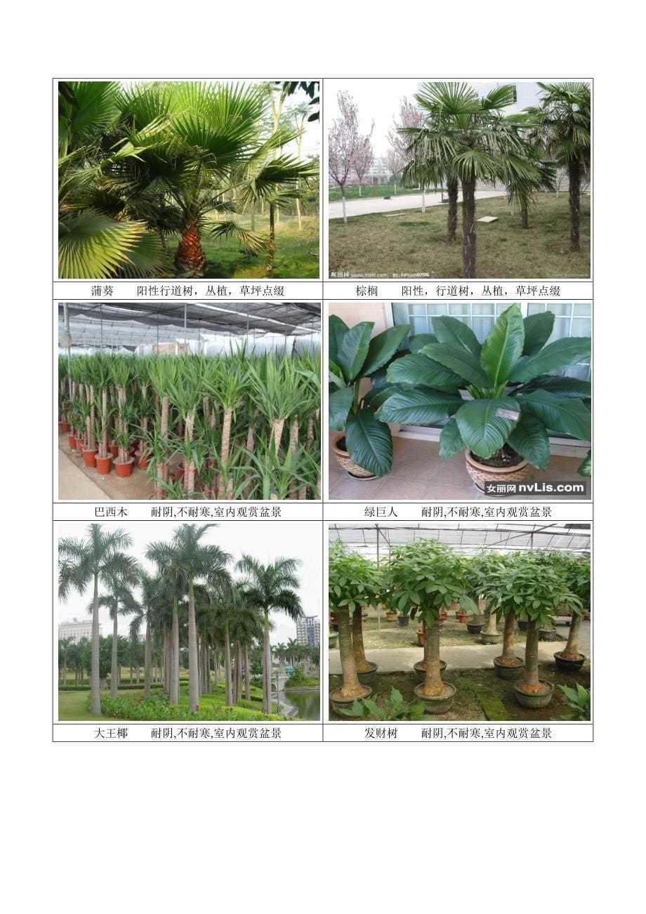四川常见园林植物剖析_第5页