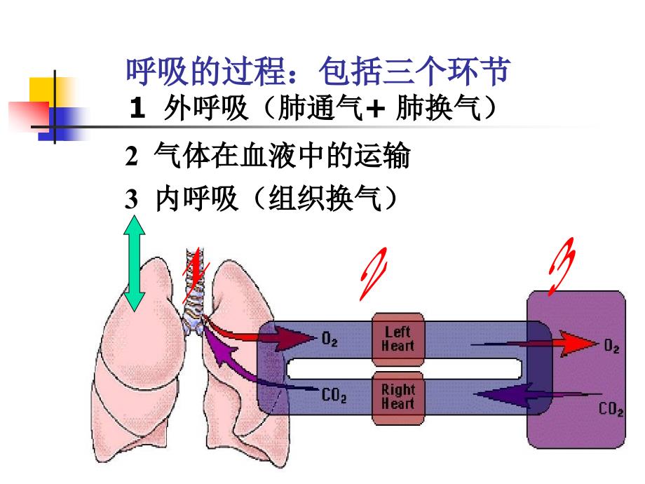 生理学--呼吸教材_第2页