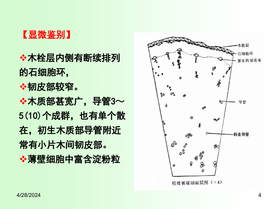 天花粉-红花7解读_第4页