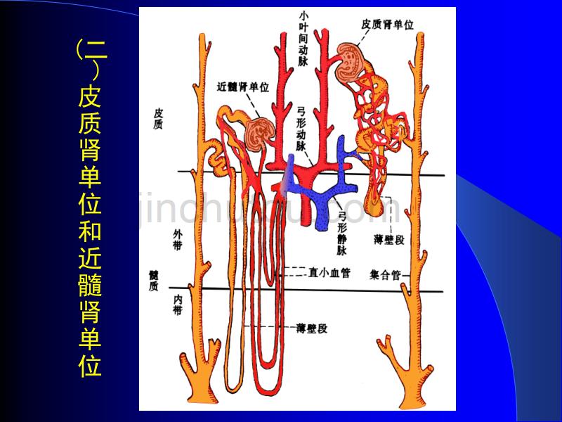一肾的结构及血液循环特点_第4页