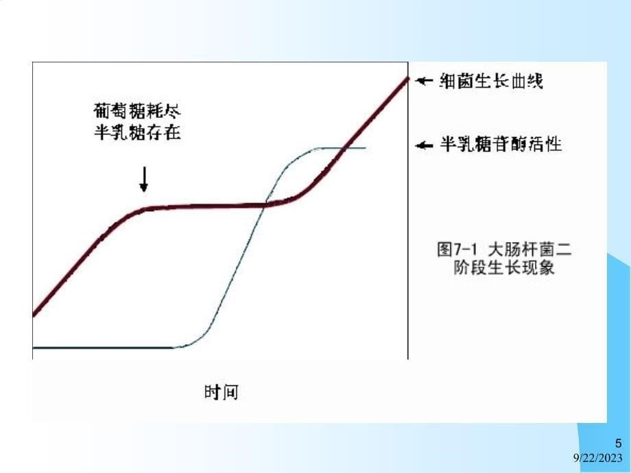 详细版——乳糖操纵子_第5页