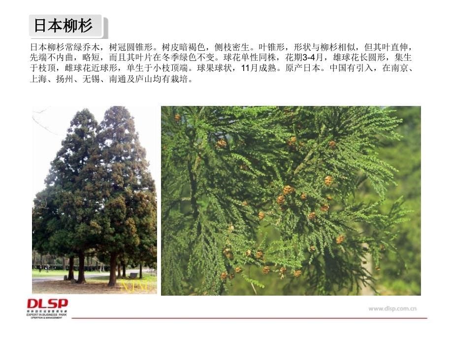 武汉地区常用园林植物._第5页