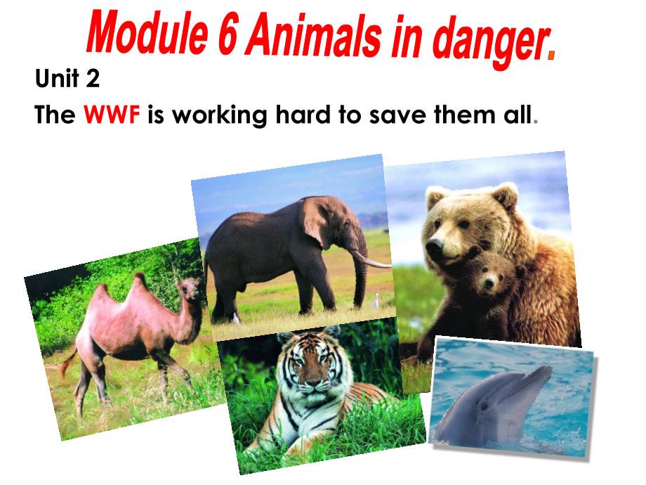 外研社八年级英语上Module6 Animals in danger-Unit2教研课_第1页