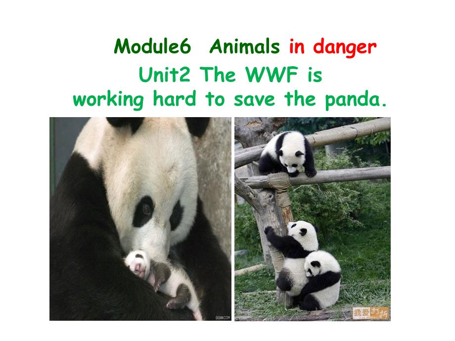 外研社八年级英语上Module6 Animals in danger-Unit2教研课_第2页