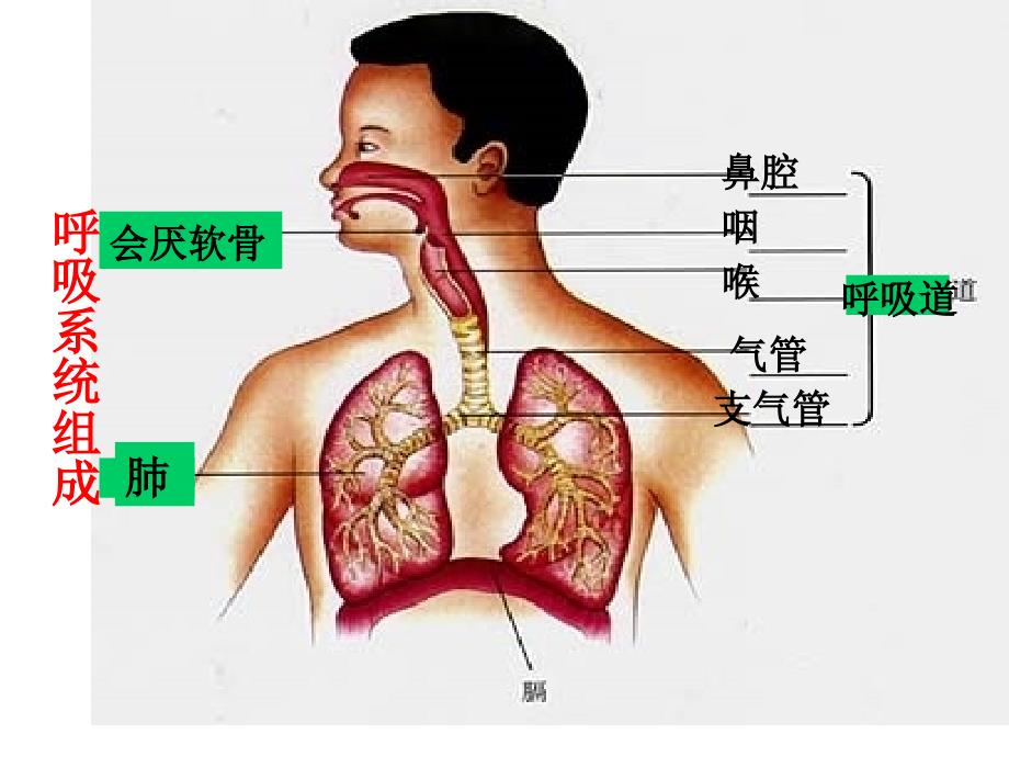 七年级生物下册三一呼吸道对空气的处理新人教版_第4页