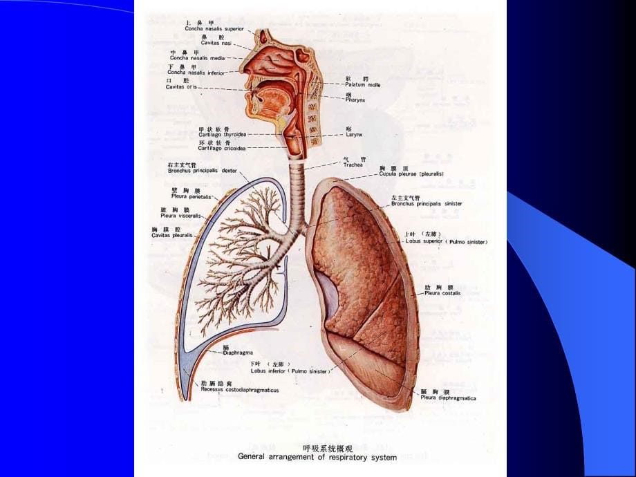 呼吸系统1教材_第5页