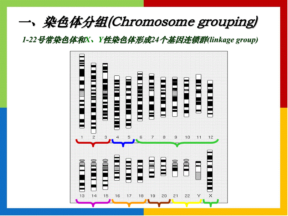 医学遗传学——染色体分组、核型与显带_第3页